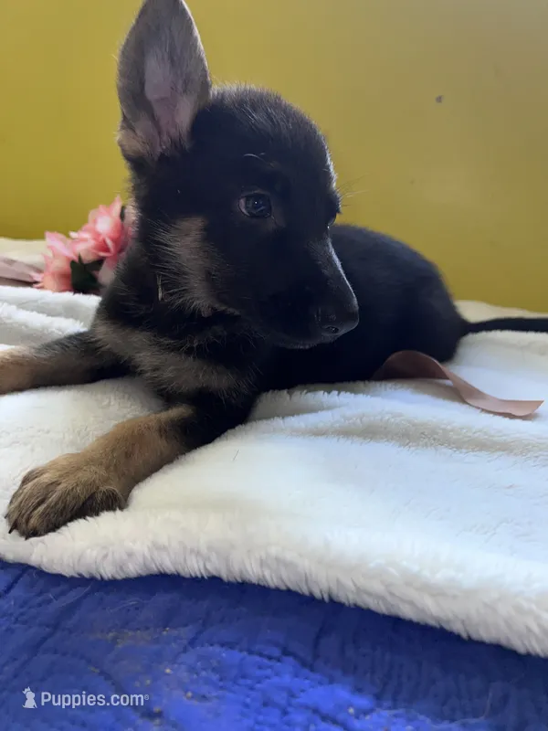 Teeny Beanie-Brown – German Shepherd Dog puppy for sale in Jacksonville, FL