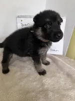 Teeny Beanie-Brown, a female German Shepherd Dog for sale in Jacksonville, FL – 2 of 7
