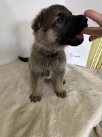 Tank-Black, a male German Shepherd Dog for sale in Jacksonville, FL – 4 of 8