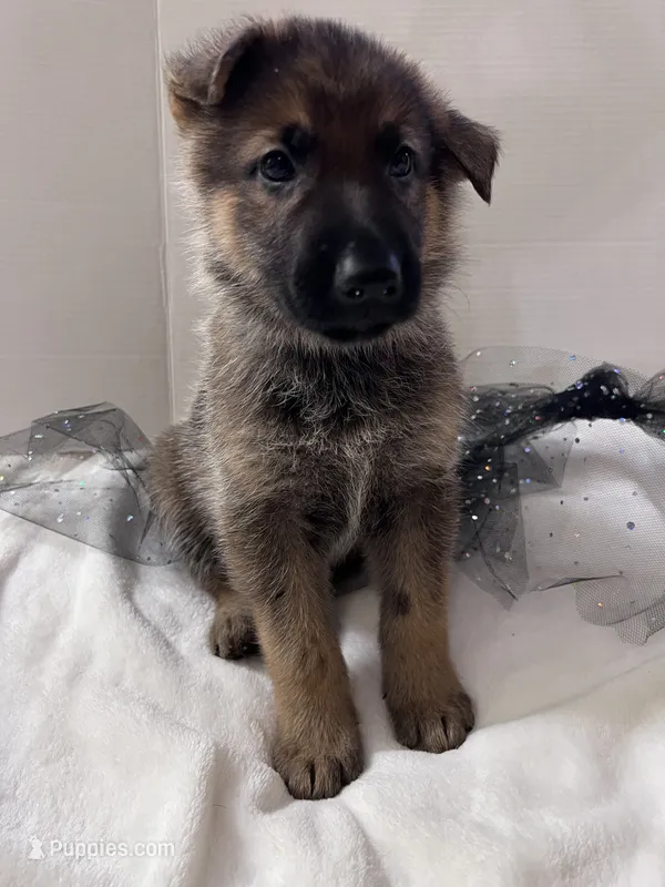 Tank-Black – German Shepherd Dog puppy for sale in Jacksonville, FL