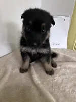 Pinky Dinky, a female German Shepherd Dog for sale in Jacksonville, FL – 1 of 9