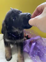 Cookie-Purple, a female German Shepherd Dog for sale in Jacksonville, FL – 2 of 10