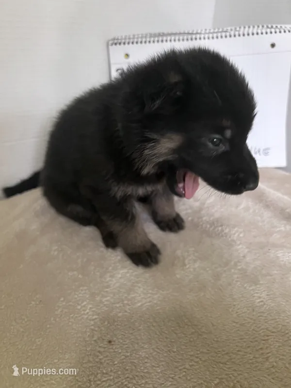 Boo-Blue – German Shepherd Dog puppy for sale in Jacksonville, FL