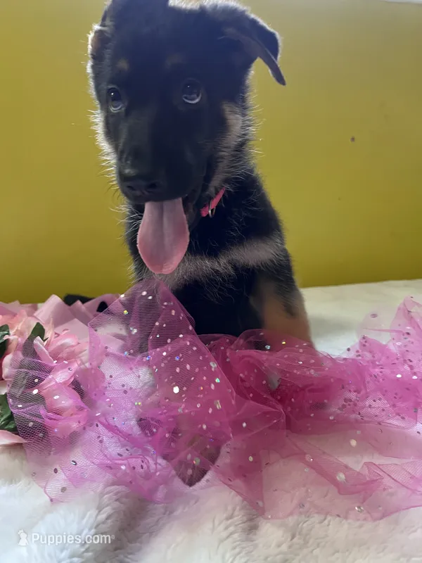 Pinky Dinky – German Shepherd Dog puppy for sale in Jacksonville, FL