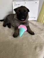 Jellybean-orange, a female German Shepherd Dog for sale in Jacksonville, FL – 5 of 10