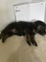 Boo-Blue, a female German Shepherd Dog for sale in Jacksonville, FL – 4 of 6