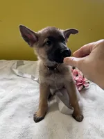 Muffin - White, a female German Shepherd Dog for sale in Jacksonville, FL – 3 of 8