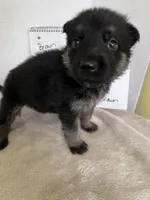 Teeny Beanie-Brown, a female German Shepherd Dog for sale in Jacksonville, FL – 4 of 7
