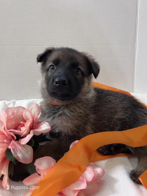 Jellybean-orange – German Shepherd Dog puppy for sale in Jacksonville, FL