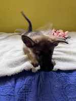 Muffin - White, a female German Shepherd Dog for sale in Jacksonville, FL – 5 of 8