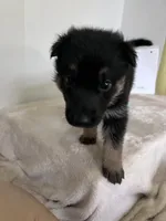 Pinky Dinky, a female German Shepherd Dog for sale in Jacksonville, FL – 4 of 9
