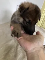 Tank-Black, a male German Shepherd Dog for sale in Jacksonville, FL – 7 of 8