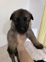 Cupcake-Yellow, a female German Shepherd Dog for sale in Jacksonville, FL – 2 of 8