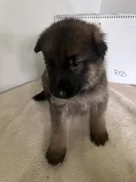 Teddy Red, a male German Shepherd Dog for sale in Jacksonville, FL – 2 of 6