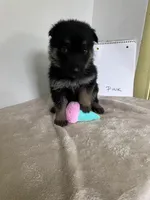 Pinky Dinky, a female German Shepherd Dog for sale in Jacksonville, FL – 9 of 9