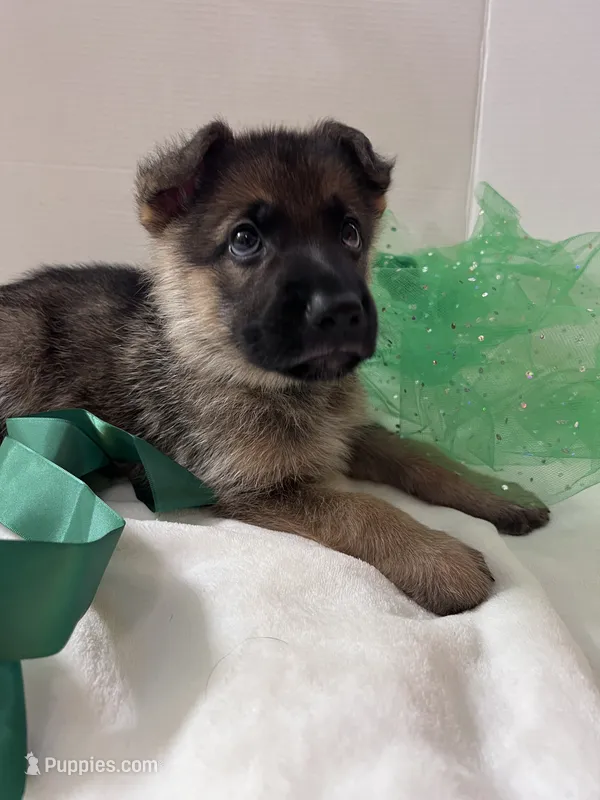 Green Bean – German Shepherd Dog puppy for sale in Jacksonville, FL