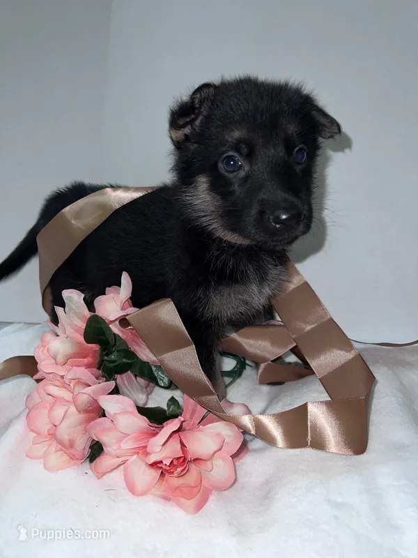 Teeny Beanie-Brown – German Shepherd Dog puppy for sale in Jacksonville, FL