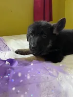 Cookie-Purple, a female German Shepherd Dog for sale in Jacksonville, FL – 3 of 10