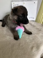Jellybean-orange, a female German Shepherd Dog for sale in Jacksonville, FL – 10 of 10