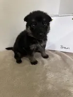 Teeny Beanie-Brown, a female German Shepherd Dog for sale in Jacksonville, FL – 7 of 7