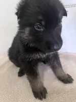 Grey Goose, a male German Shepherd Dog for sale in Jacksonville, FL – 1 of 9