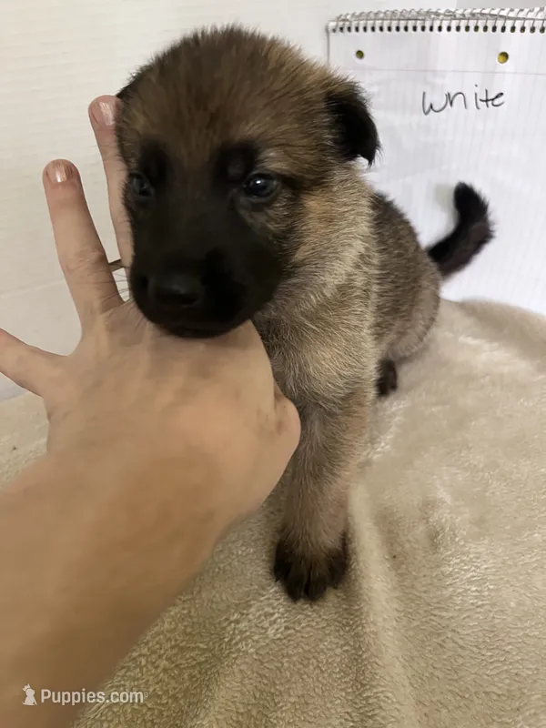 Muffin - White – German Shepherd Dog puppy for sale in Jacksonville, FL