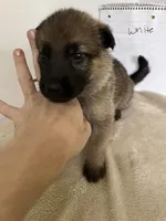 Muffin - White, a female German Shepherd Dog for sale in Jacksonville, FL – 3 of 8