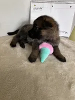Jellybean-orange, a female German Shepherd Dog for sale in Jacksonville, FL – 4 of 10