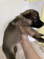 Cupcake-Yellow, a female German Shepherd Dog for sale in Jacksonville, FL – 3 of 8