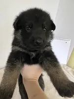 Cookie-Purple, a female German Shepherd Dog for sale in Jacksonville, FL – 2 of 7