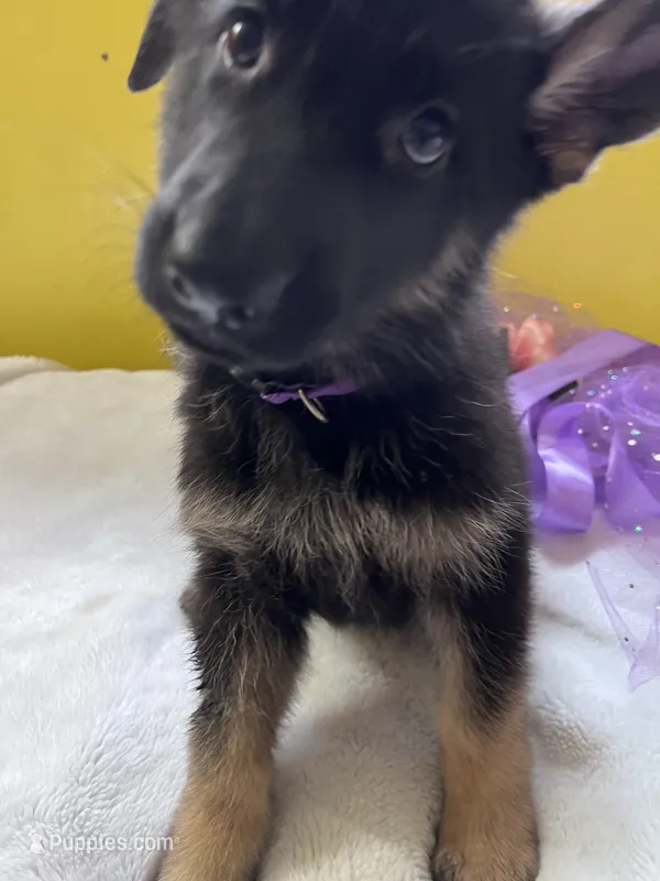 Cookie-Purple – German Shepherd Dog puppy for sale in Jacksonville, FL
