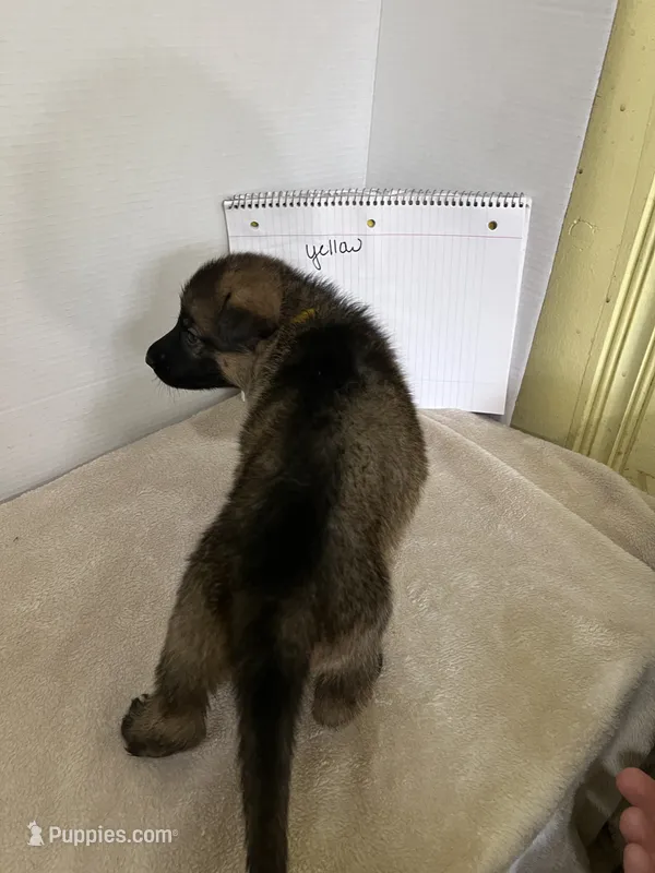 Cupcake-Yellow – German Shepherd Dog puppy for sale in Jacksonville, FL