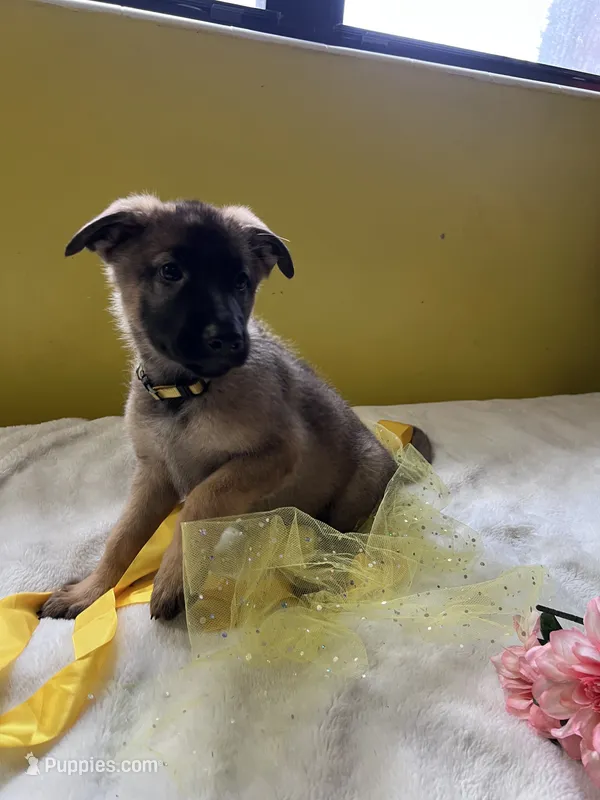 Cupcake-Yellow – German Shepherd Dog puppy for sale in Jacksonville, FL