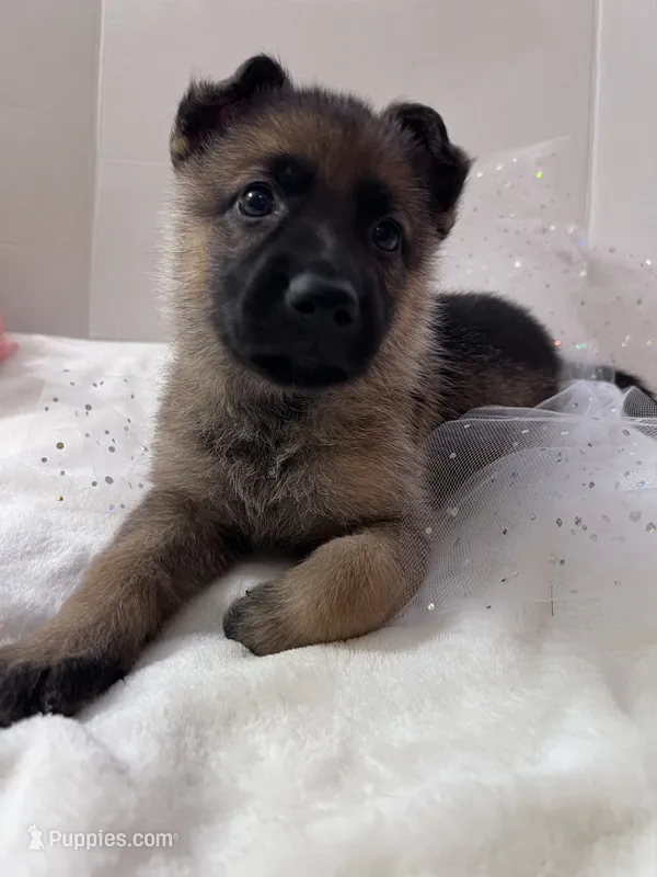 Muffin - White – German Shepherd Dog puppy for sale in Jacksonville, FL