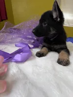 Cookie-Purple, a female German Shepherd Dog for sale in Jacksonville, FL – 9 of 10