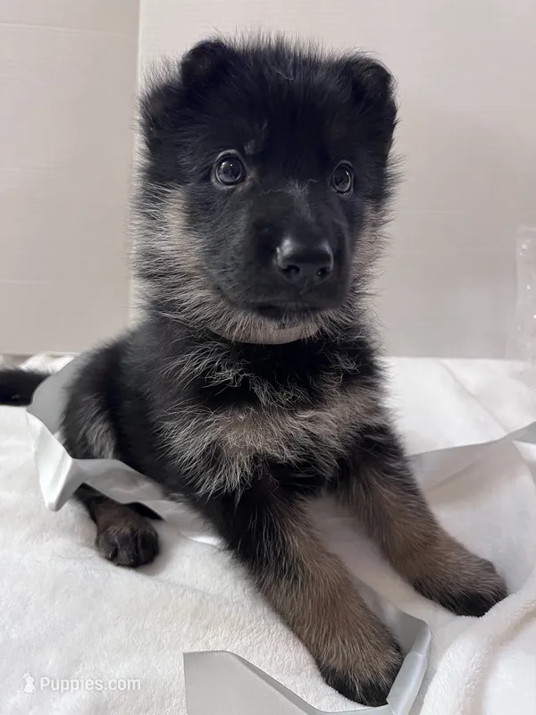 Grey Goose – German Shepherd Dog puppy for sale in Jacksonville, FL