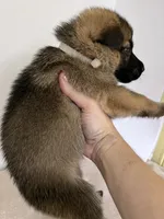 Muffin - White, a female German Shepherd Dog for sale in Jacksonville, FL – 6 of 8