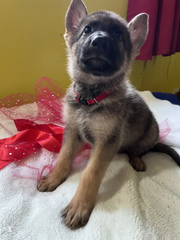 Teddy Red – German Shepherd Dog puppy for sale in Jacksonville, FL