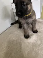 Cupcake-Yellow, a female German Shepherd Dog for sale in Jacksonville, FL – 8 of 8