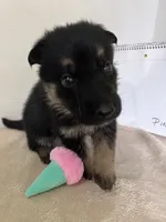 Pinky Dinky, a female German Shepherd Dog for sale in Jacksonville, FL – 8 of 9