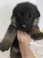 Grey Goose, a male German Shepherd Dog for sale in Jacksonville, FL – 4 of 9