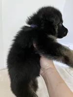 Cookie-Purple, a female German Shepherd Dog for sale in Jacksonville, FL – 4 of 7