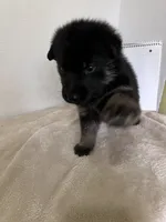 Cookie-Purple, a female German Shepherd Dog for sale in Jacksonville, FL – 5 of 7