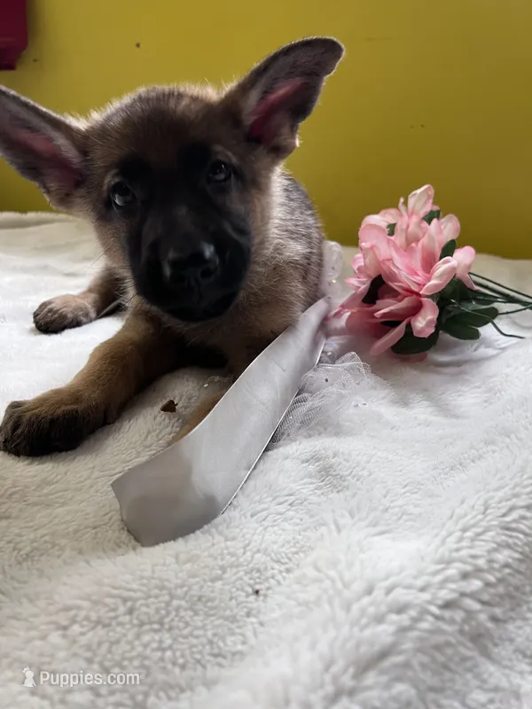 Muffin - White – German Shepherd Dog puppy for sale in Jacksonville, FL