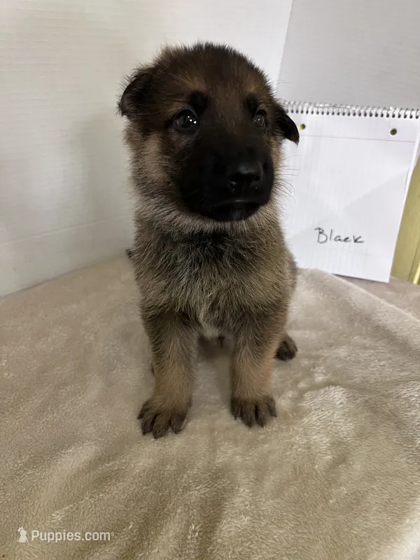 Tank-Black – German Shepherd Dog puppy for sale in Jacksonville, FL