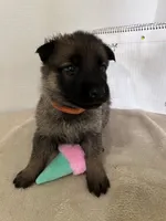 Jellybean-orange, a female German Shepherd Dog for sale in Jacksonville, FL – 3 of 10