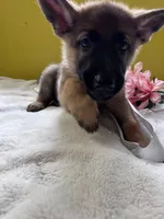 Muffin - White, a female German Shepherd Dog for sale in Jacksonville, FL – 7 of 8