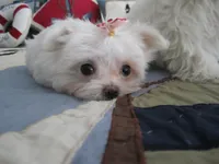 Peanut, a male Maltese for sale in North Fort Myers, FL – Photo 8 of 10