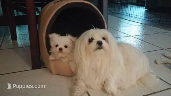 Peanut – Maltese puppy for sale in North Fort Myers, FL