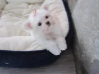 Peanut, a male Maltese for sale in North Fort Myers, FL – Photo 10 of 10